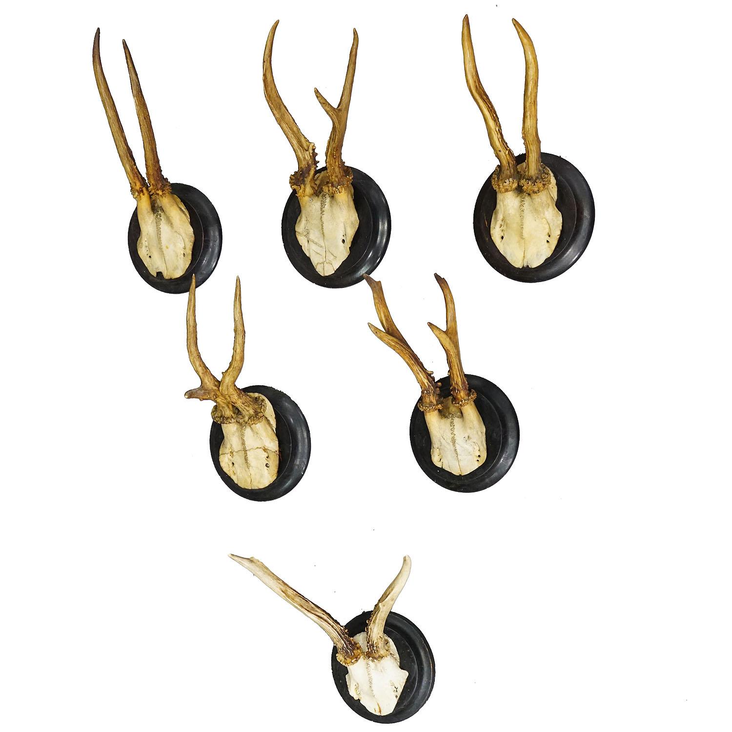 Set of Six Roe Deer Trophies on Turned Plaques Germany ca. 1900s
Item e7440
A set of six antique Black Forest roe deer (Capreolus capreolus) trophies mounted on turned wooden plaques. The trophies were shot in Germany around 1900. Some of them with