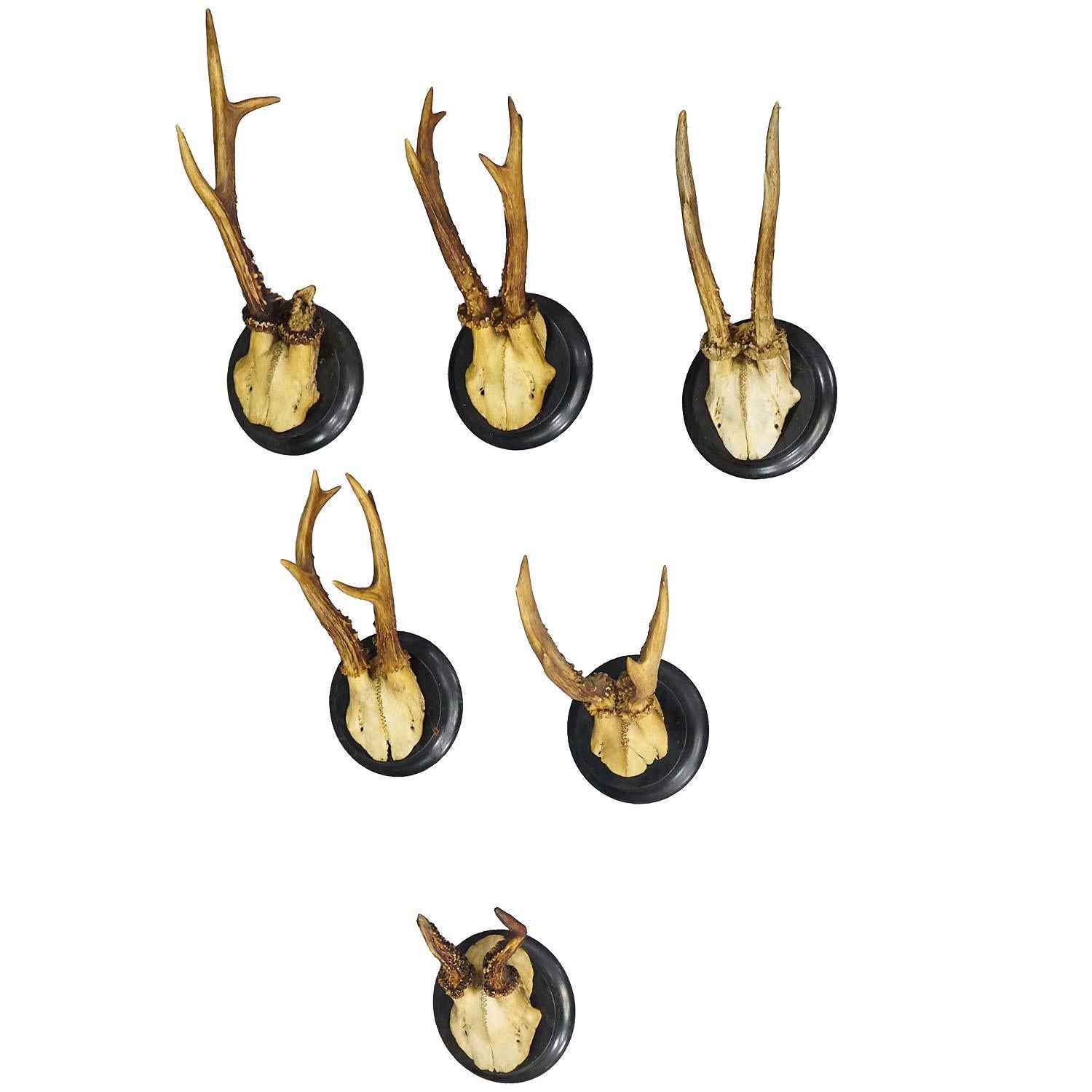 Set of Six Roe Deer Trophies on Turned Plaques Germany ca. 1900s

A set of six antique Black Forest roe deer (Capreolus capreolus) trophies mounted on turned wooden plaques. The trophies were shot in Germany around 1900. Some of them have abnorm