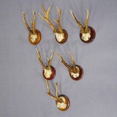 Set of Six Roe Deer Trophies on Turned Plaques Germany ca. 1900s