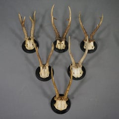 Set of Six Roe Deer Trophies on Turned Plaques Germany ca. 1900s
