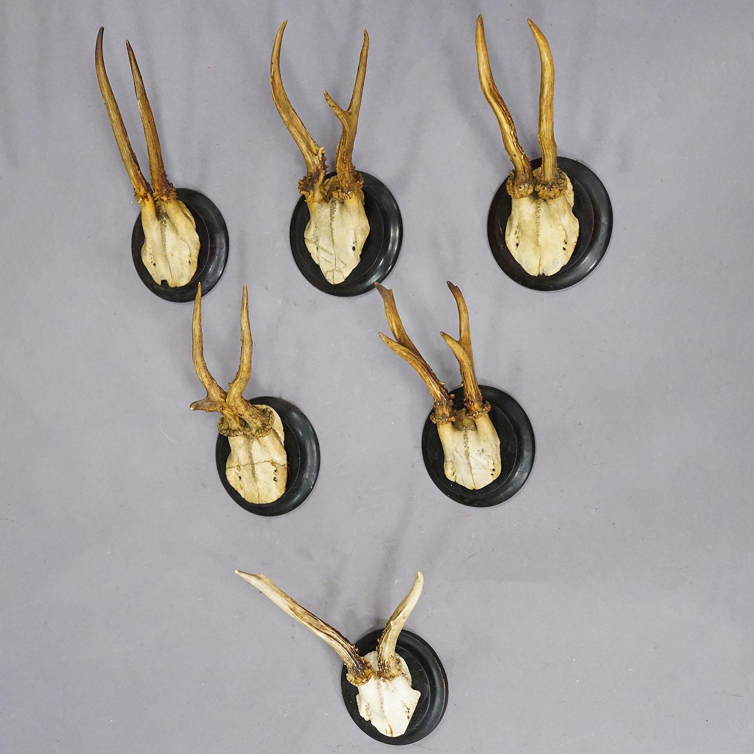 Rustic Set of Six Roe Deer Trophies on Turned Plaques Germany ca. 1900s