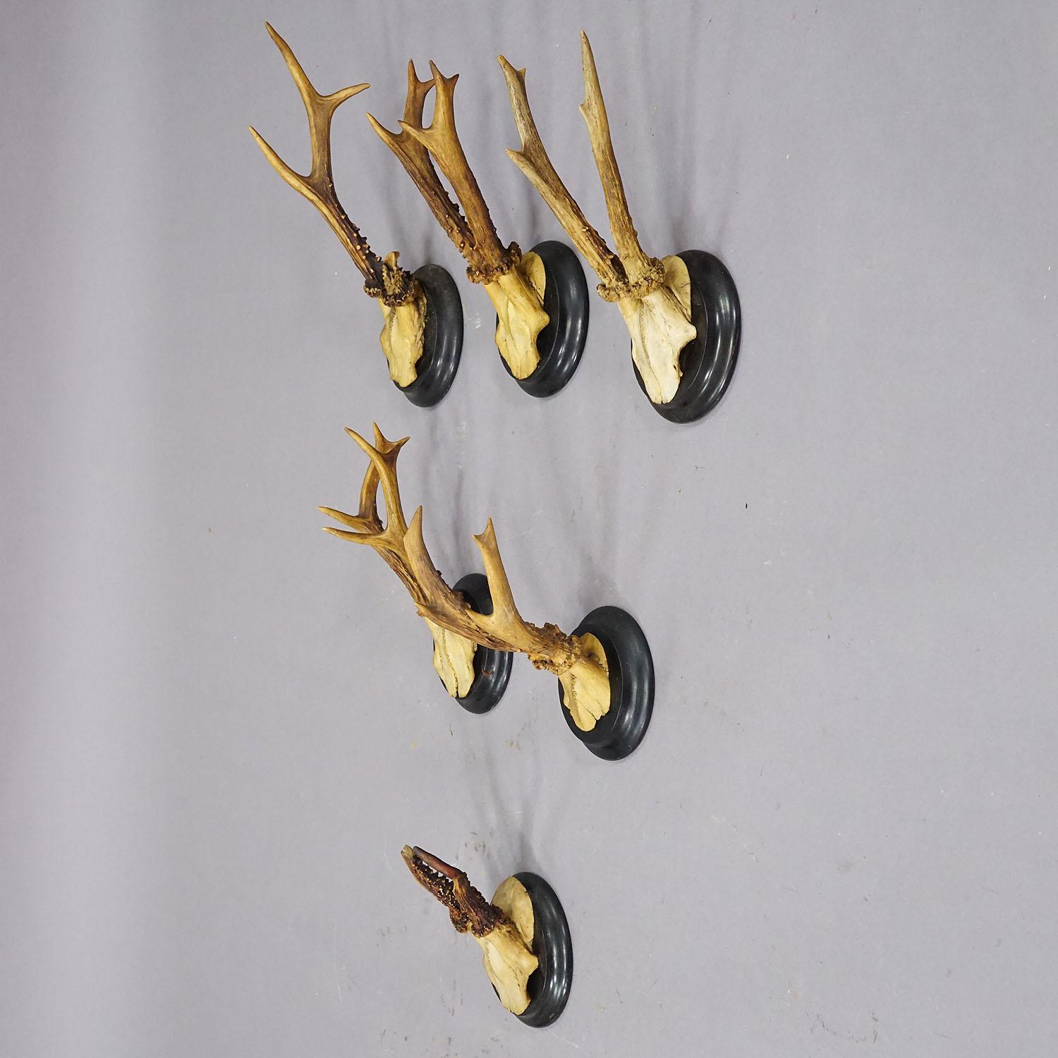 Rustic Set of Six Roe Deer Trophies on Turned Plaques Germany ca. 1900s For Sale
