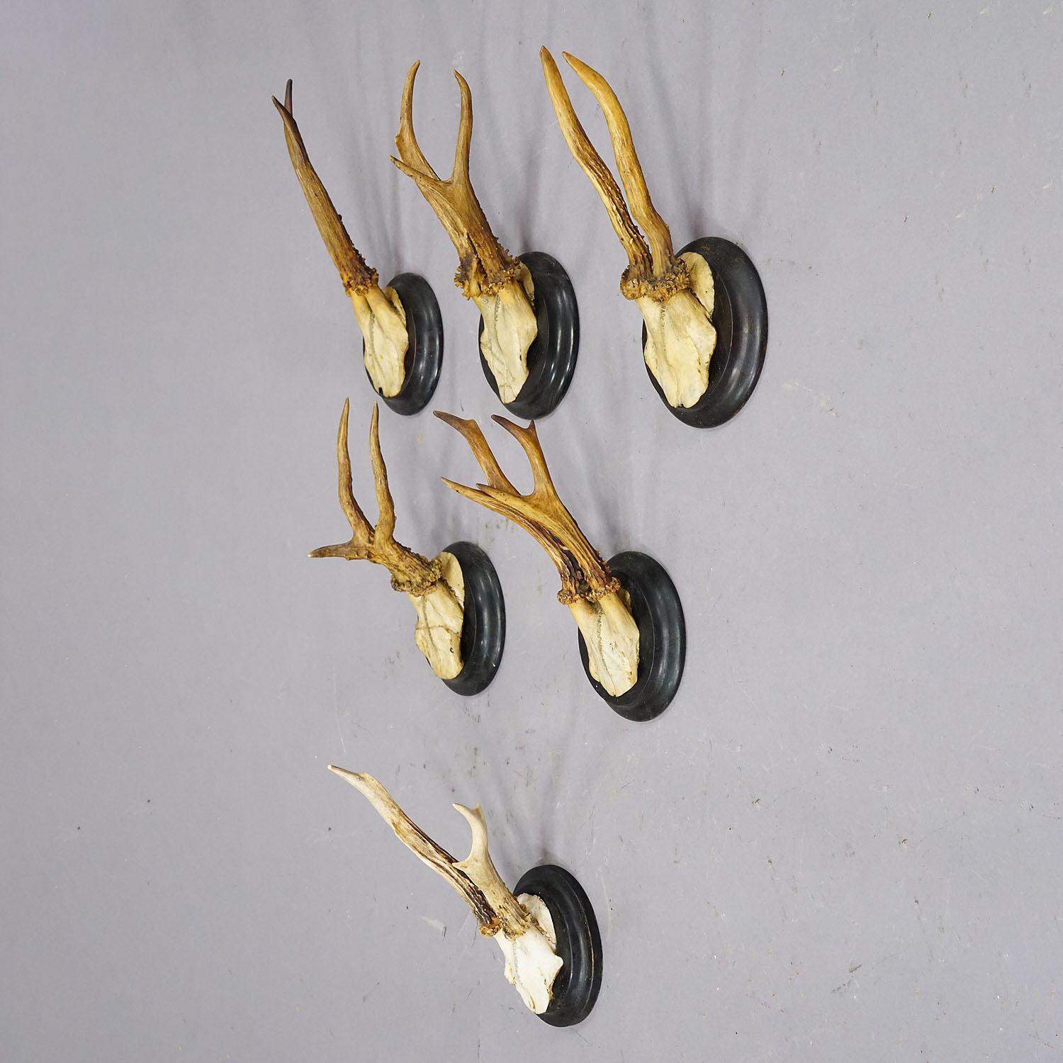 Set of Six Roe Deer Trophies on Turned Plaques Germany ca. 1900s In Good Condition In Berghuelen, DE