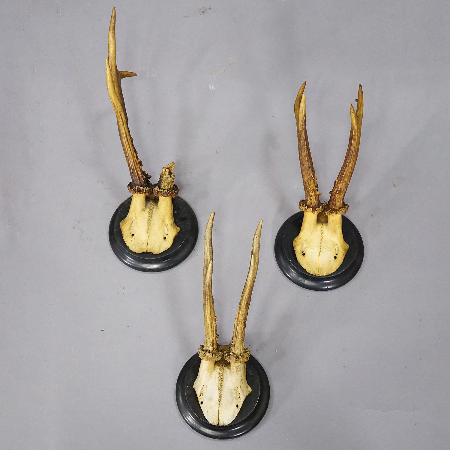 Set of Six Roe Deer Trophies on Turned Plaques Germany ca. 1900s In Good Condition For Sale In Berghuelen, DE