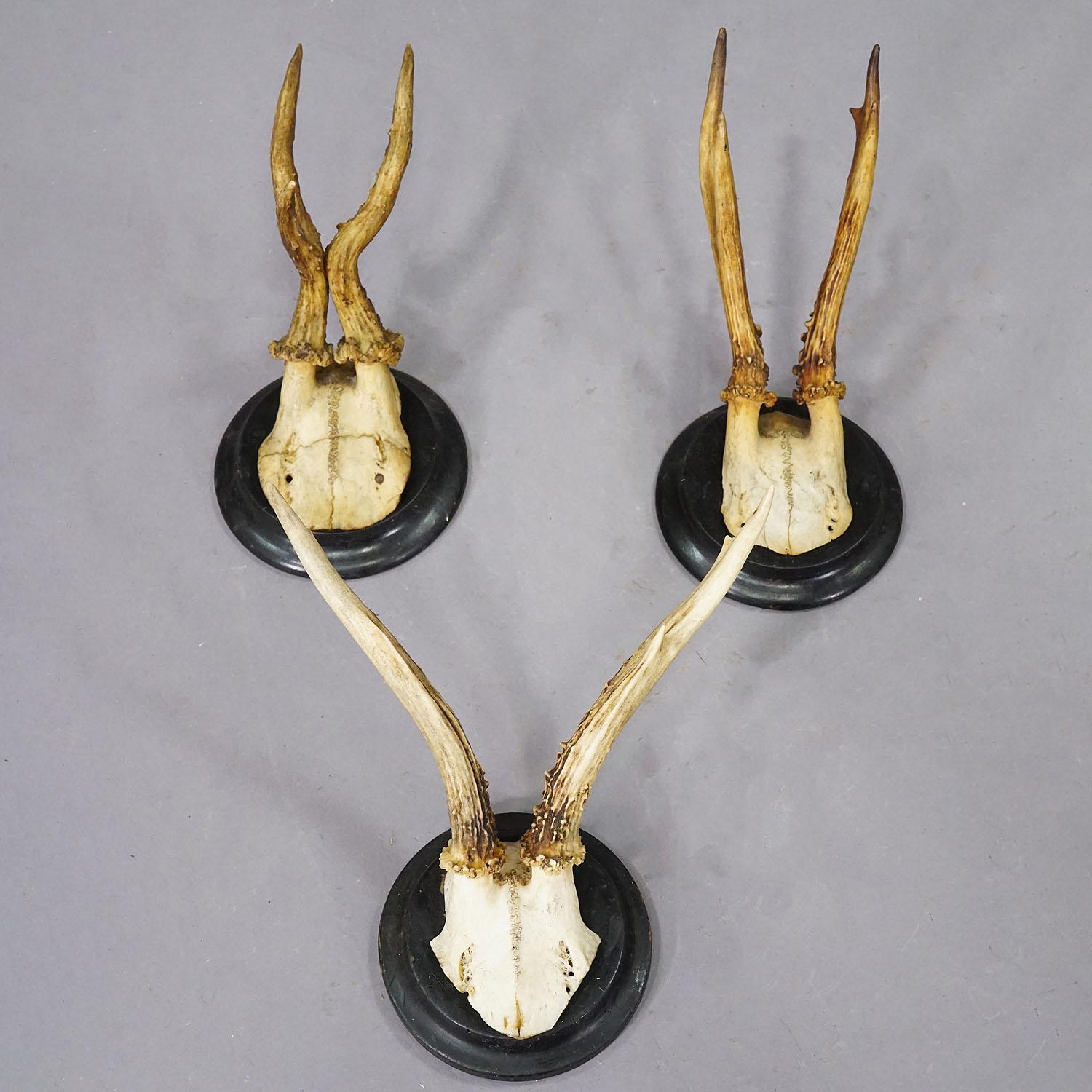 20th Century Set of Six Roe Deer Trophies on Turned Plaques Germany ca. 1900s