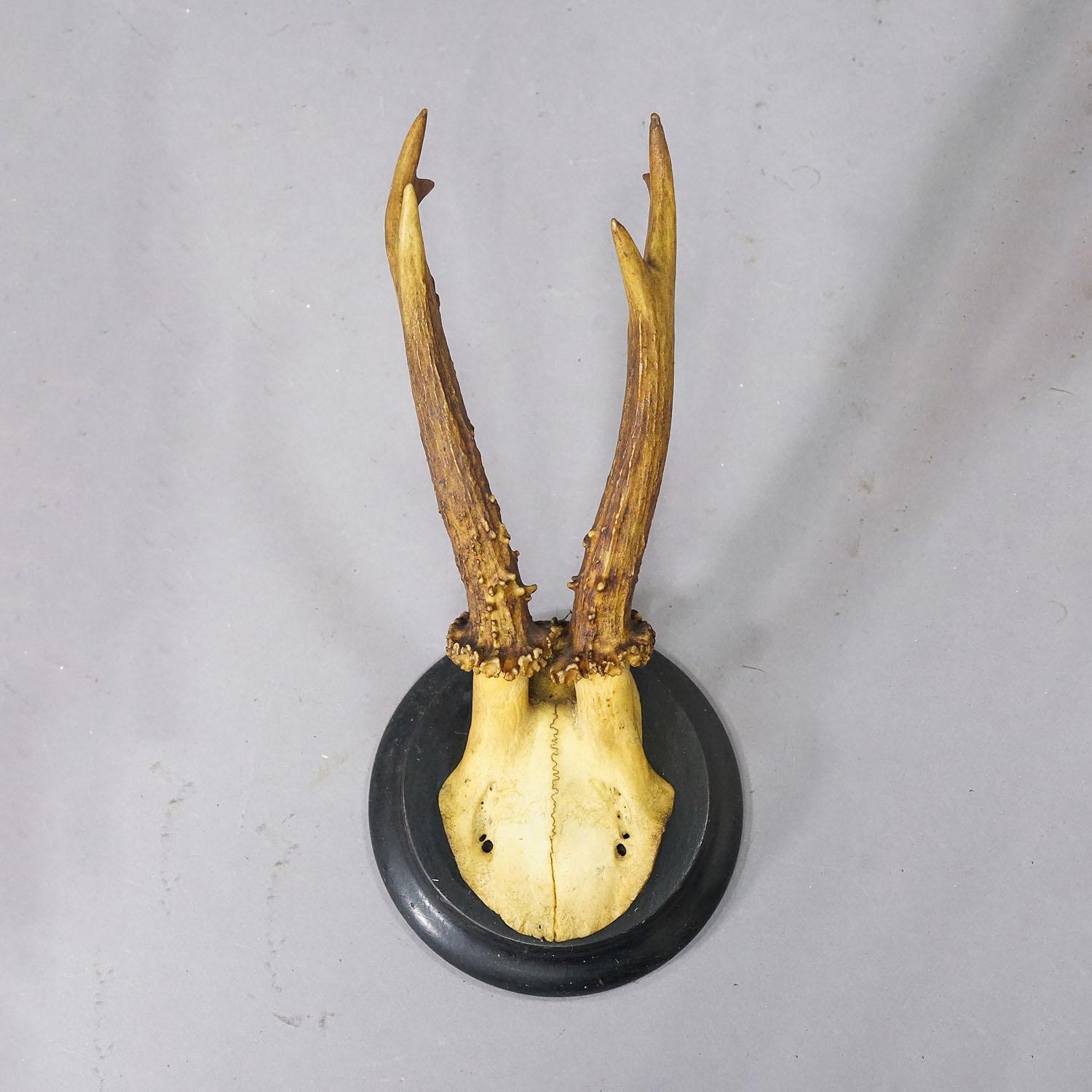 20th Century Set of Six Roe Deer Trophies on Turned Plaques Germany ca. 1900s For Sale