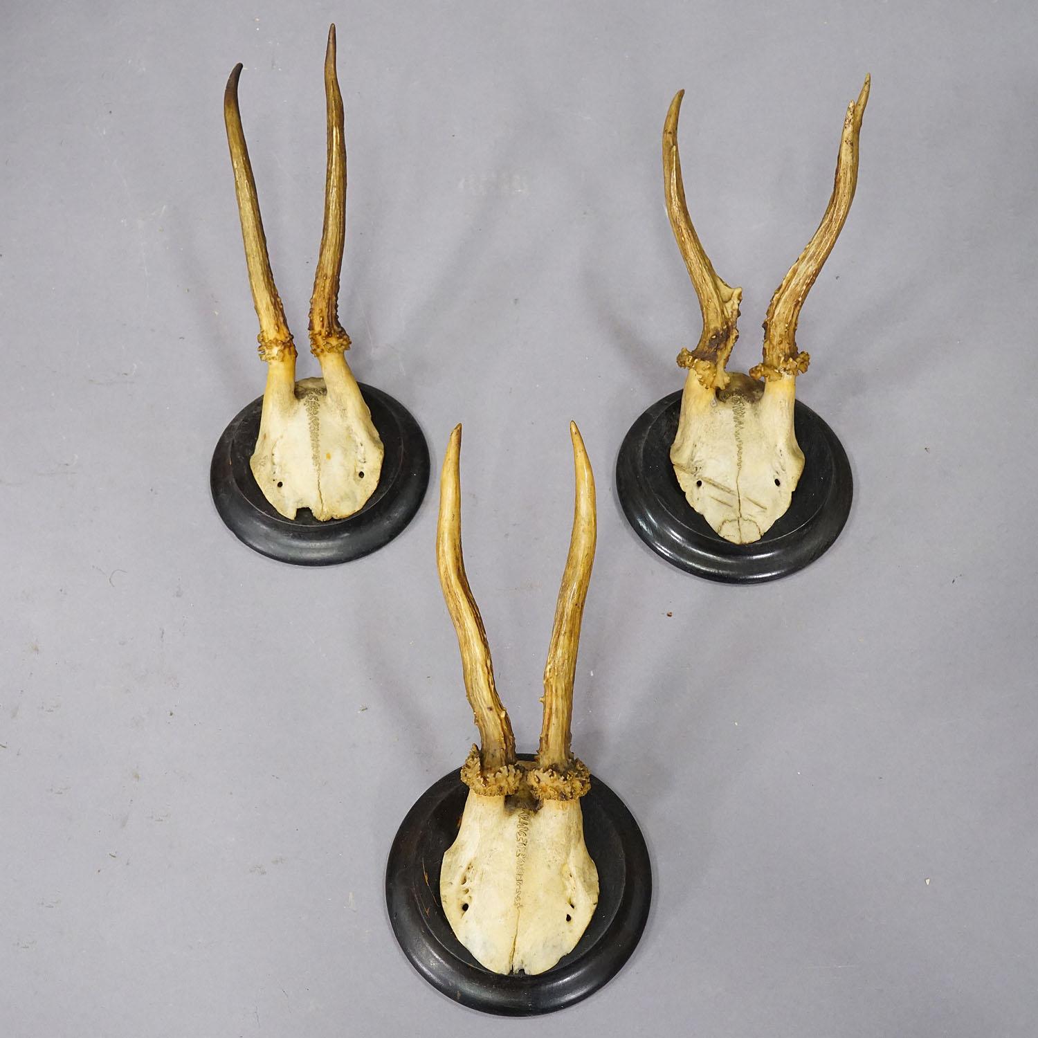 Antler Set of Six Roe Deer Trophies on Turned Plaques Germany ca. 1900s