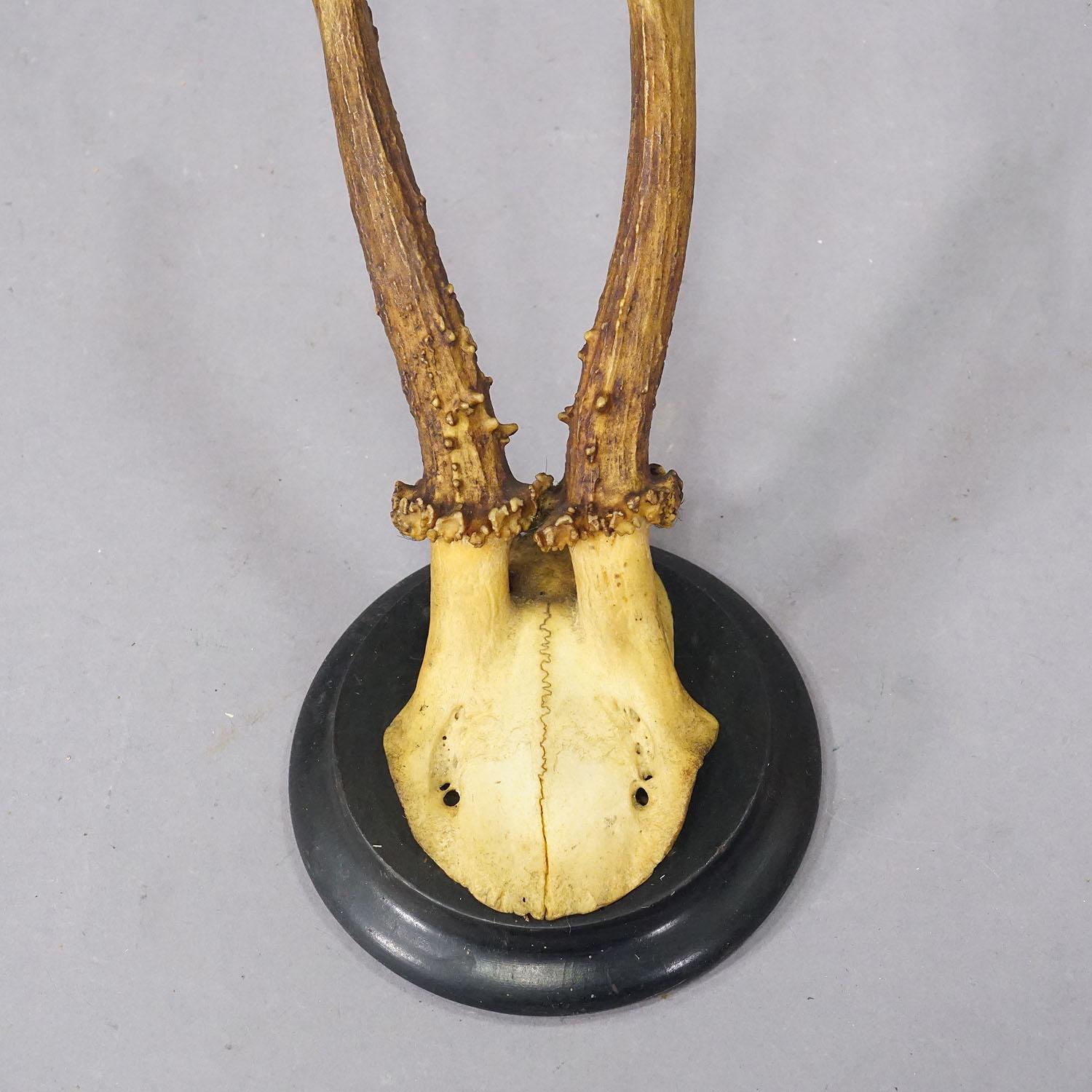 Antler Set of Six Roe Deer Trophies on Turned Plaques Germany ca. 1900s For Sale