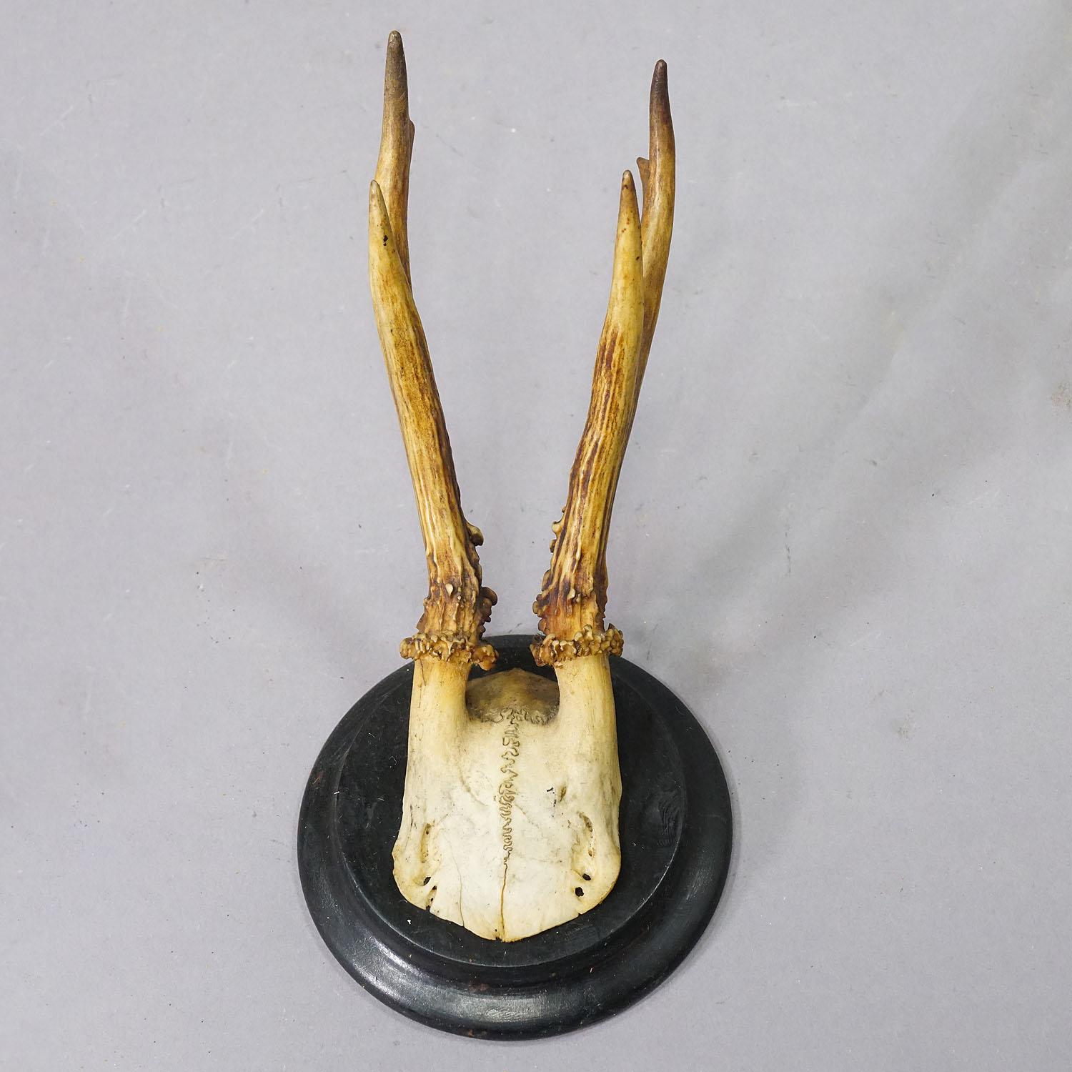 Set of Six Roe Deer Trophies on Turned Plaques Germany ca. 1900s 1