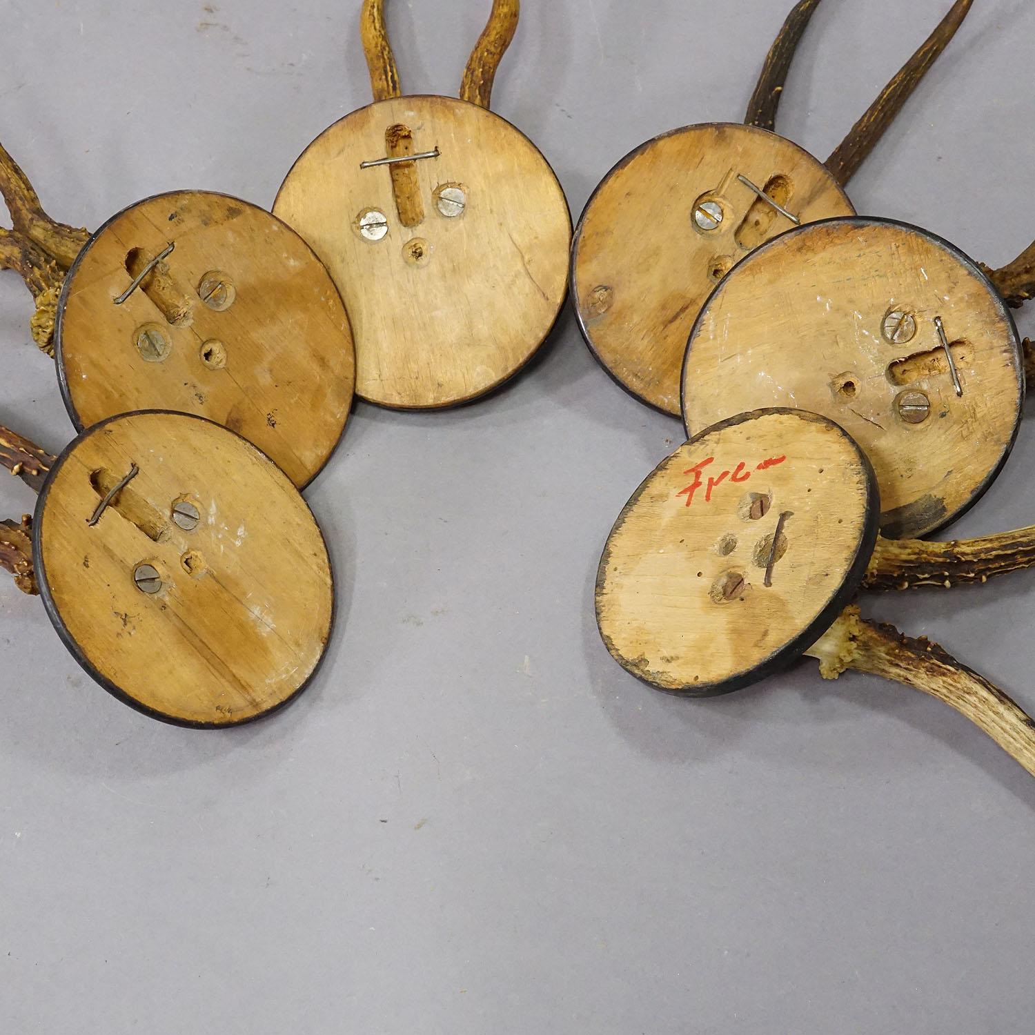 Set of Six Roe Deer Trophies on Turned Plaques Germany ca. 1900s 2