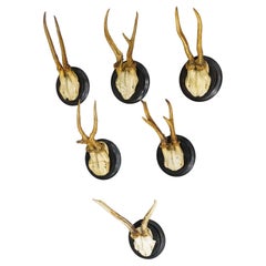 Set of Six Roe Deer Trophies on Turned Plaques Germany ca. 1900s