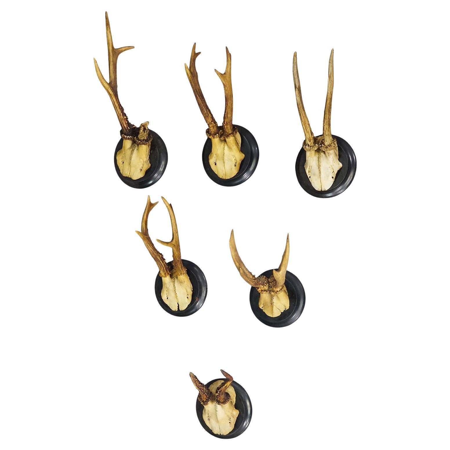 Set of Six Roe Deer Trophies on Turned Plaques Germany ca. 1900s