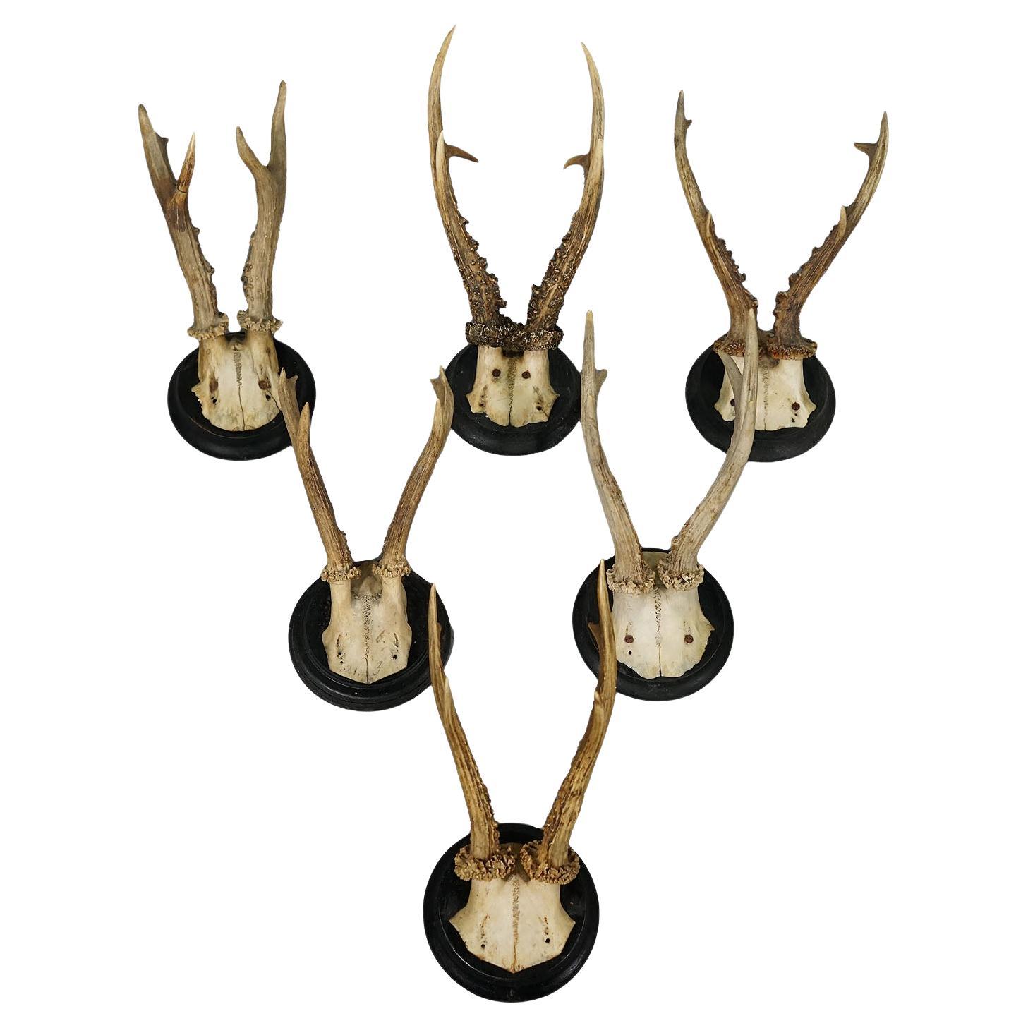 Set of Six Roe Deer Trophies on Turned Plaques Germany ca. 1900s