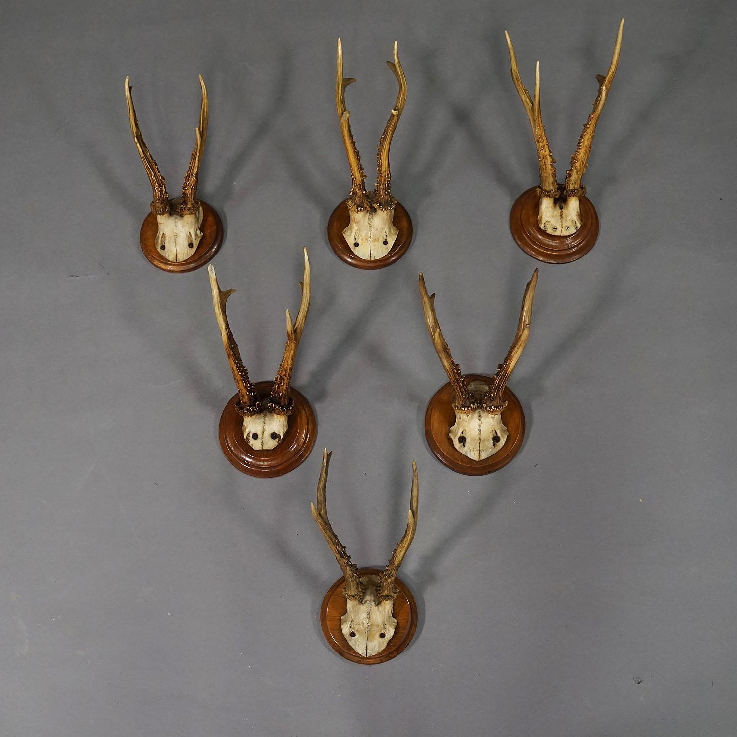 Set di sei trofei di capriolo su placche tornite Germania 1910 ca.

Un set di sei antichi trofei di capriolo della Black Forest (Capreolus capreolus) montati su placche di legno tornite. I trofei sono stati girati in Germania intorno al 1910. Le