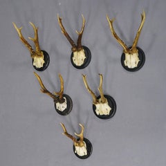 Set of Six Roe Deer Trophies on Turned Plaques Germany ca. 1910s