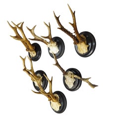 Set of Six Roe Deer Trophies on Turned Plaques Germany ca. 1910s