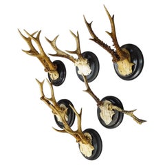 Set of Six Roe Deer Trophies on Turned Plaques Germany ca. 1910s