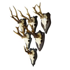 Set of Six Roe Deer Trophies on Turned Plaques Germany ca. 1960s