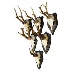 Set of Six Roe Deer Trophies on Turned Plaques Germany ca. 1960s