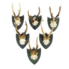 Set of Six Roe Deer Trophies on Wooden Plaques Salem Germany ca. 1900s