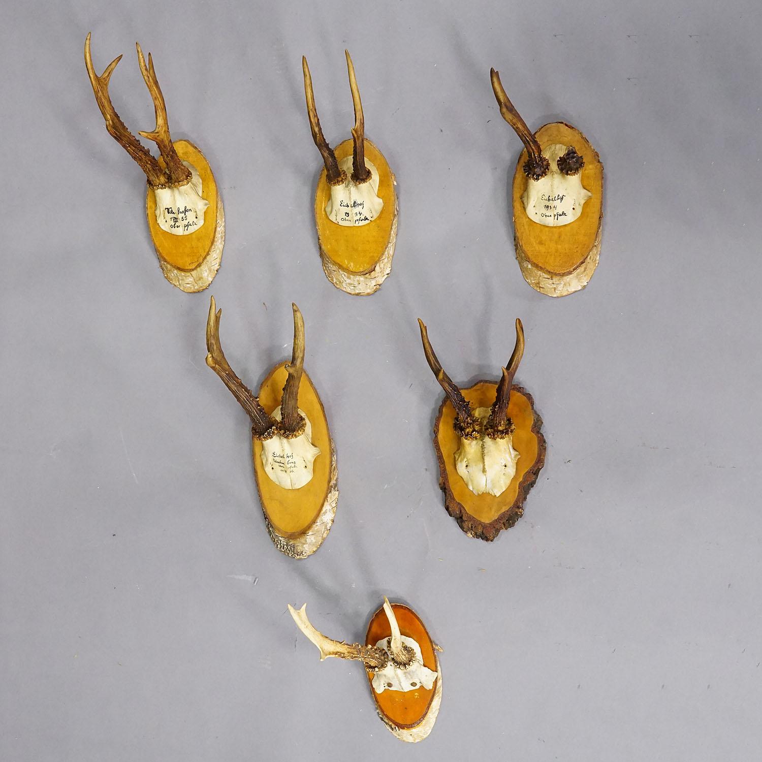 Juego de seis trofeos de corzo en rodajas de madera Alemania ca. 1930

Conjunto de seis trofeos antiguos de corzo de la Selva Negra (Capreolus capreolus) montados en rodajas de madera de abedul. Los trofeos fueron abatidos en Alemania hacia 1930.