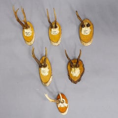 Set of Six Roe Deer Trophies on Wooden Slices Germany ca. 1930s