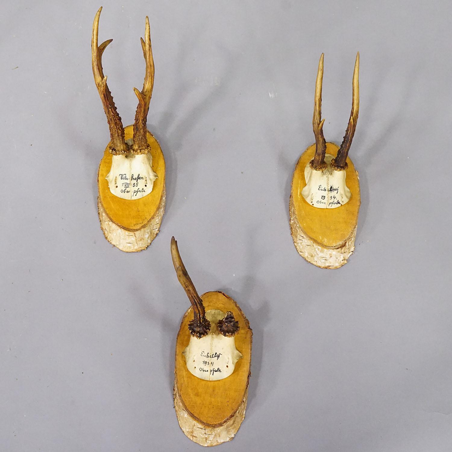 Juego de seis trofeos de corzo en rodajas de madera Alemania ca. 1930 Alemán en venta