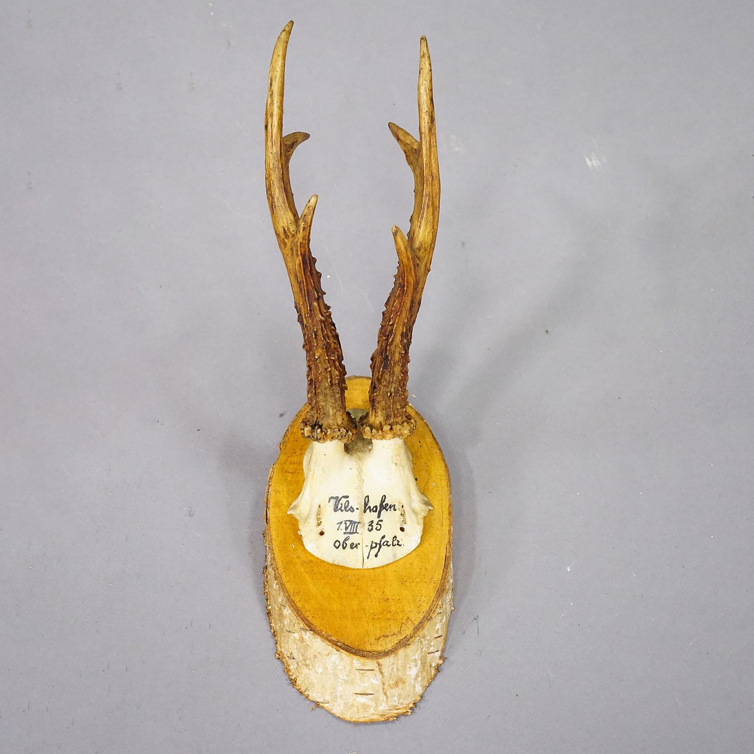 Juego de seis trofeos de corzo en rodajas de madera Alemania ca. 1930 en Bueno estado para la venta en Berghuelen, DE