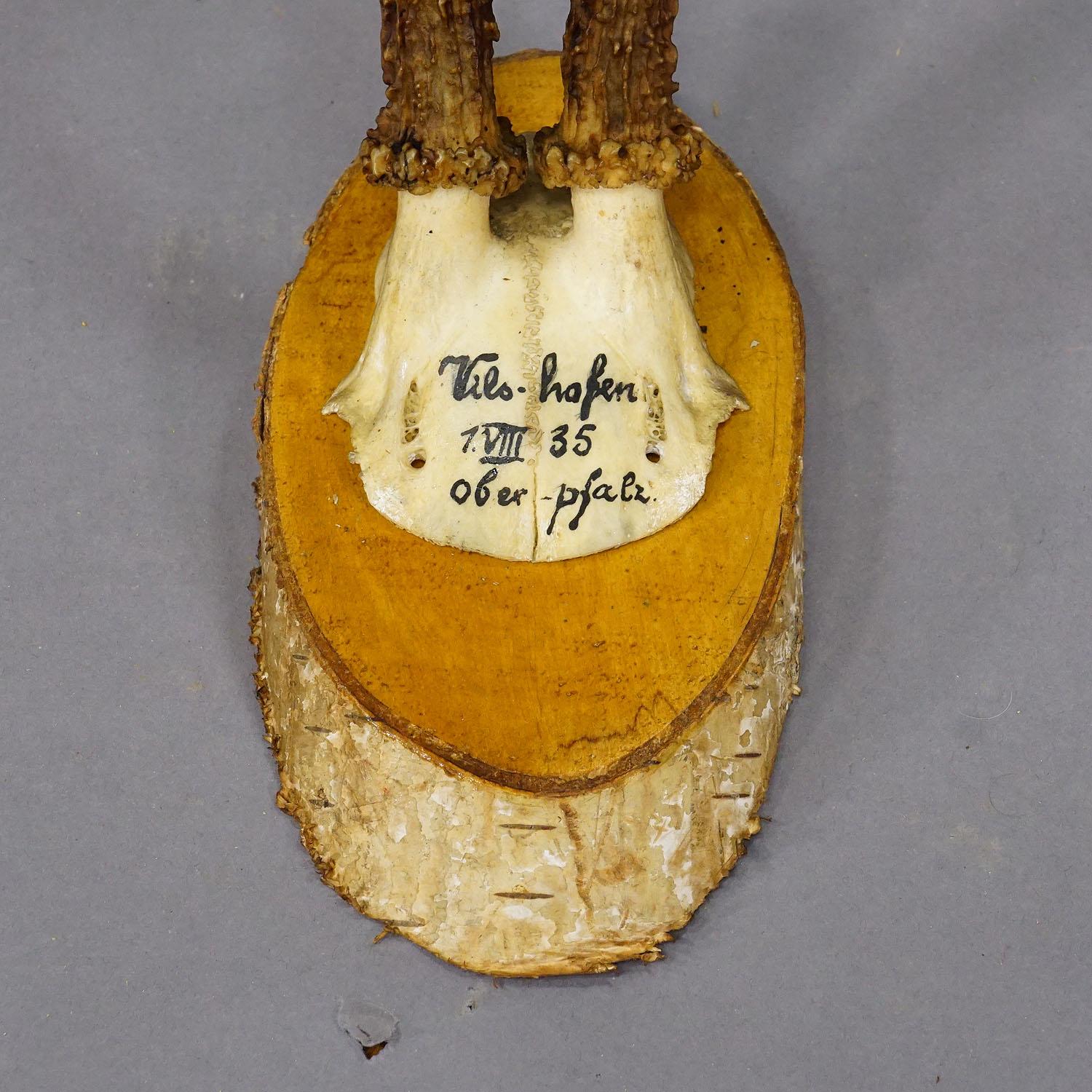 Juego de seis trofeos de corzo en rodajas de madera Alemania ca. 1930 mediados del siglo XX en venta