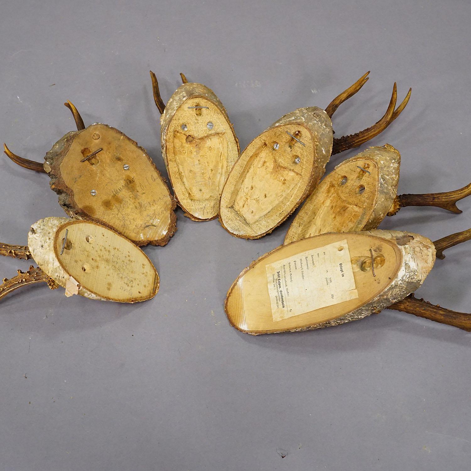 Juego de seis trofeos de corzo en rodajas de madera Alemania ca. 1930 Asta en venta