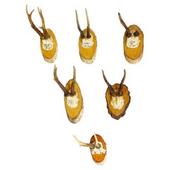 Vintage Set of Six Roe Deer Trophies on Wooden Slices Germany ca. 1930s