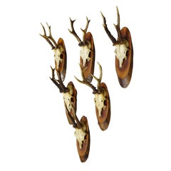 Set of Six Roe Deer Trophies on Wooden Slices Germany ca. 1950s
