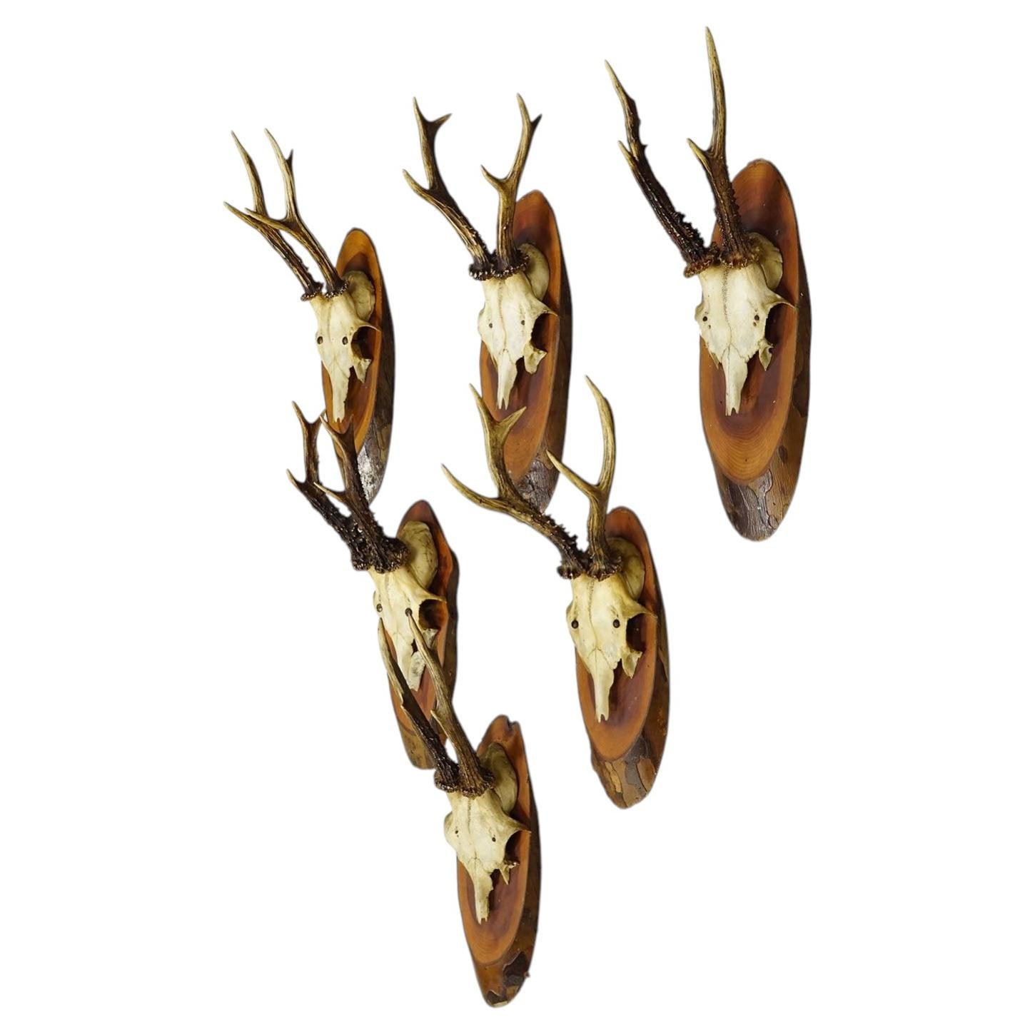 Set of Six Roe Deer Trophies on Wooden Slices Germany ca. 1950s For Sale