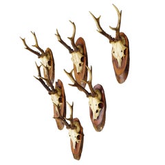 Set of Six Roe Deer Trophies on Wooden Slices Germany ca. 1960s