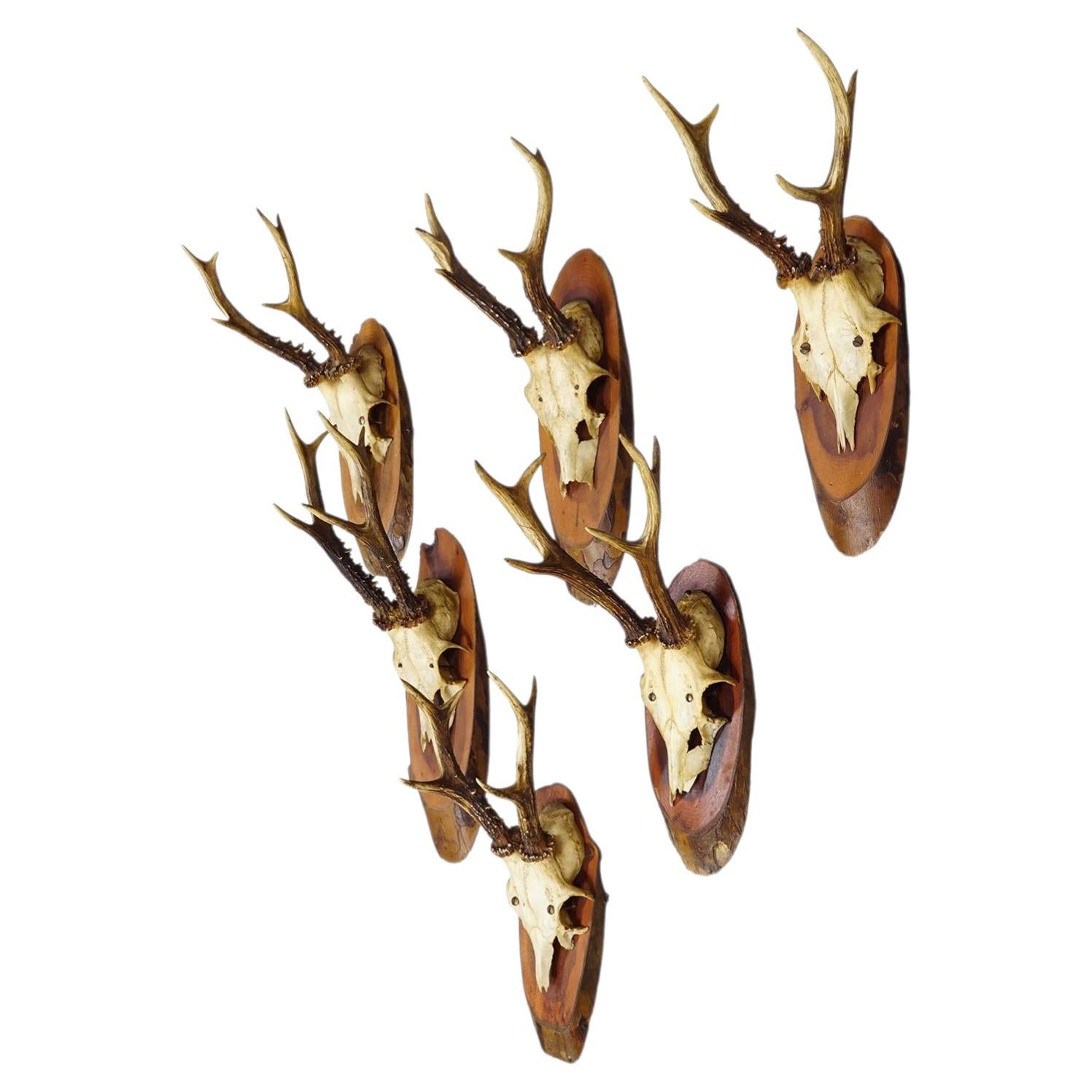 Set of Six Roe Deer Trophies on Wooden Slices Germany ca. 1960s For Sale