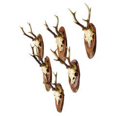Set of Six Roe Deer Trophies on Wooden Slices Germany ca. 1960s