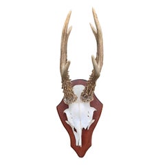 Set of Six Roe Deer Trophy Mounts