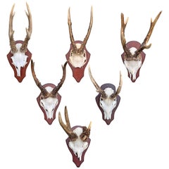 Antique Set of Six Roe Deer Trophy Mounts