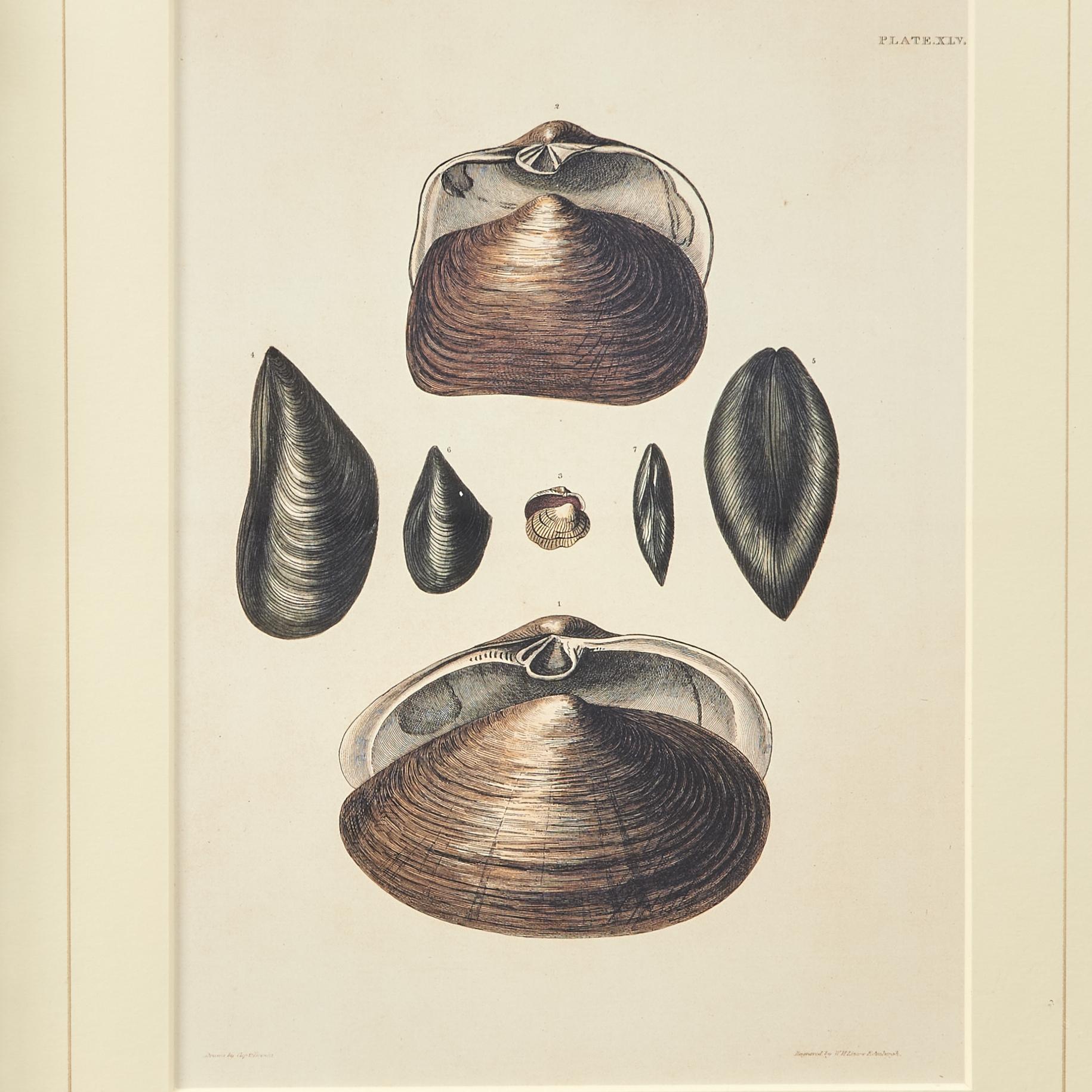 Set of Six Seashell Prints in Seashell Encrusted Frames For Sale 4