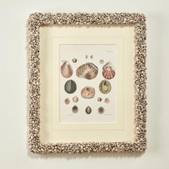 Set of Six Seashell Prints in Seashell Encrusted Frames