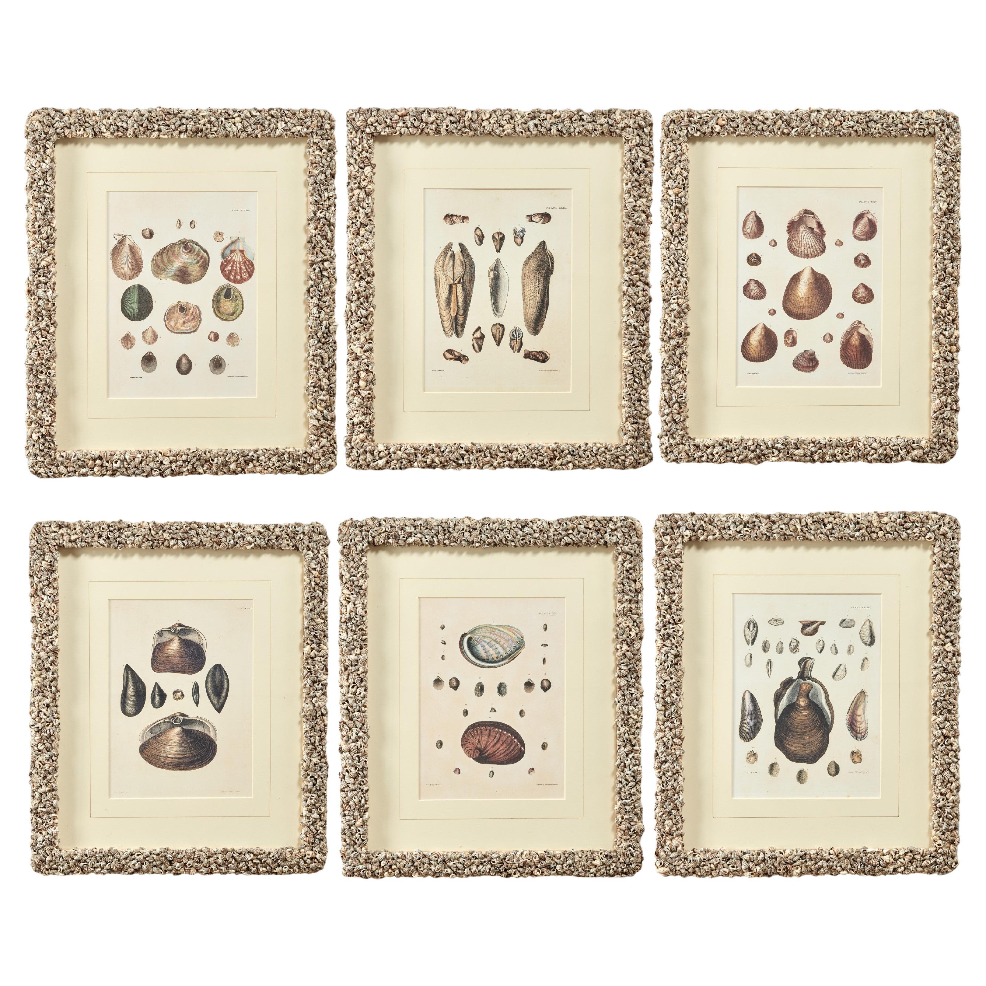 Set of Six Seashell Prints in Seashell Encrusted Frames For Sale