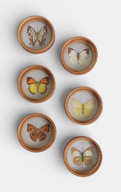 Set di sei sottobicchieri vintage in bambù e vetro a forma di farfalla, Francia, metà del XX secolo.