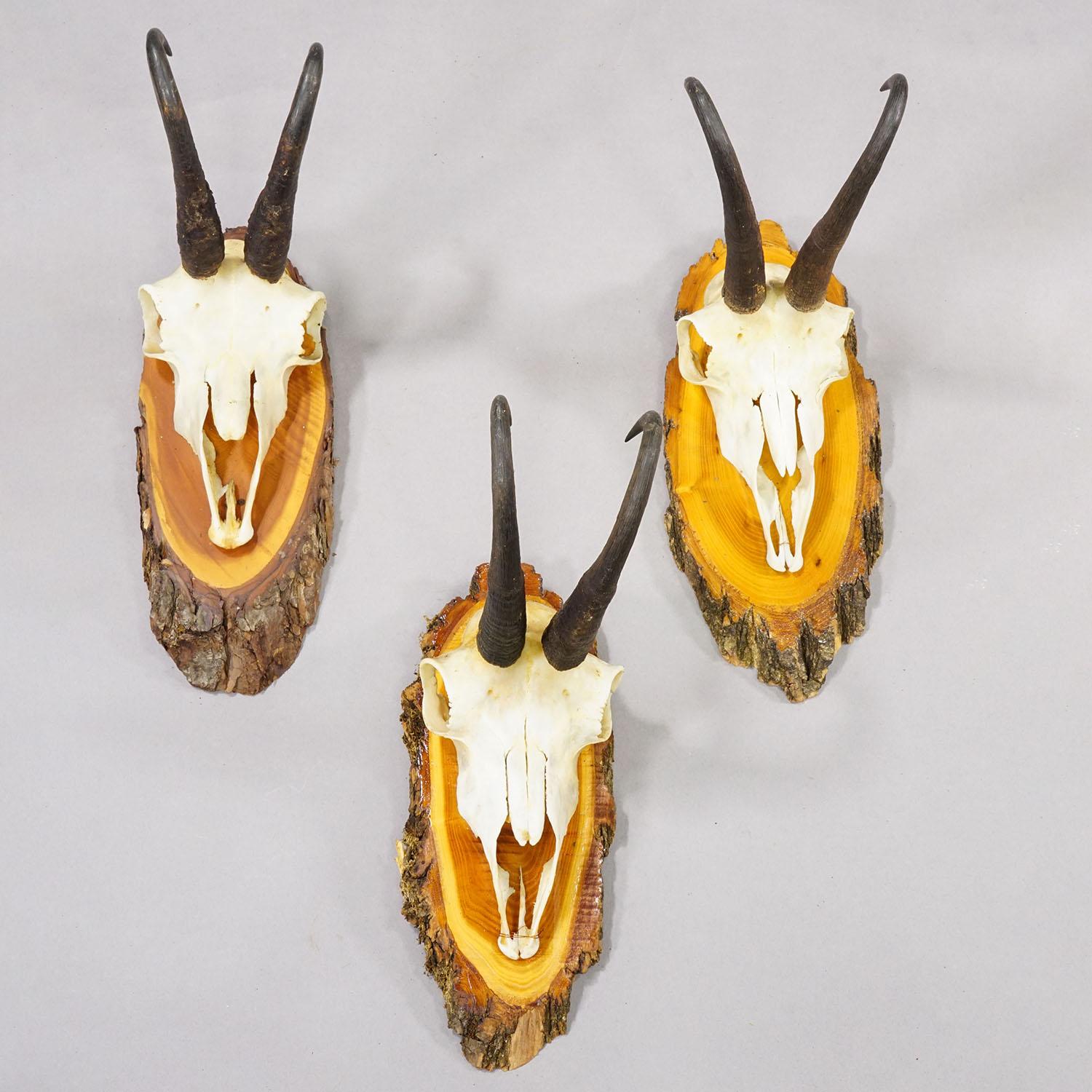 Foresta Nera Set di sei trofei di camoscio d'epoca su placche di legno, Germania, 1940 ca. in vendita