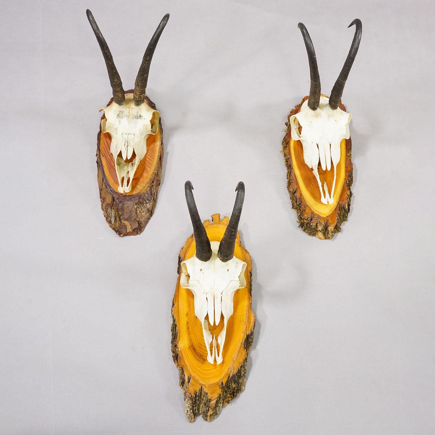 Tedesco Set di sei trofei di camoscio d'epoca su placche di legno, Germania, 1940 ca. in vendita