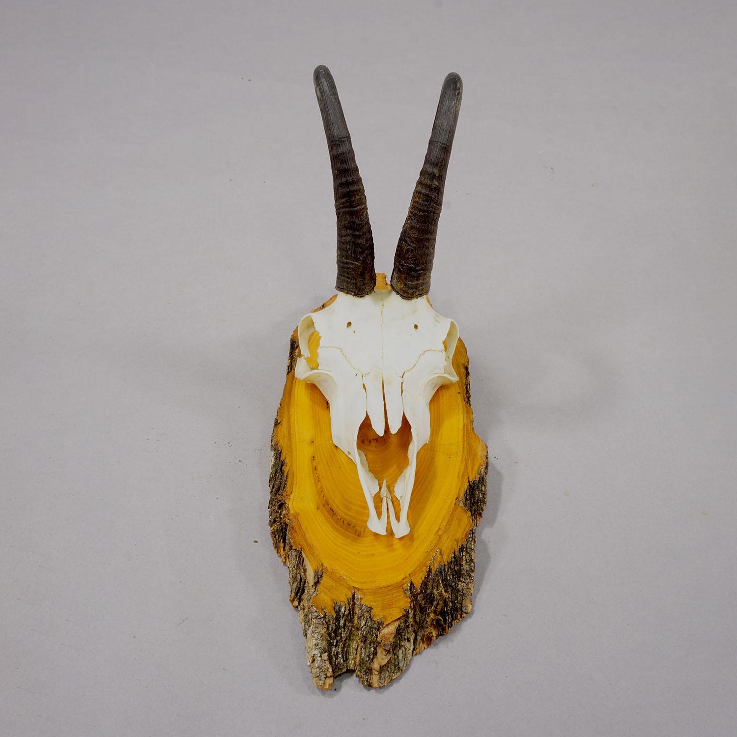 Set di sei trofei di camoscio d'epoca su placche di legno, Germania, 1940 ca. In condizioni buone in vendita a Berghuelen, DE