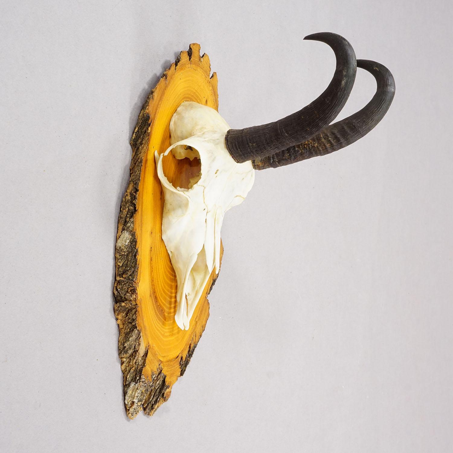 Metà XX secolo Set di sei trofei di camoscio d'epoca su placche di legno, Germania, 1940 ca. in vendita