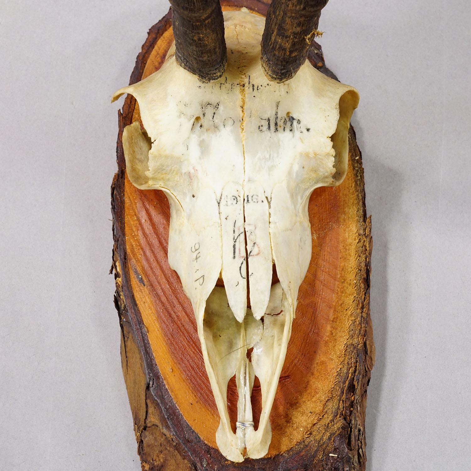 Palco Set di sei trofei di camoscio d'epoca su placche di legno, Germania, 1940 ca. in vendita