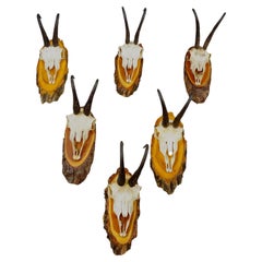 Set of Six Vintage Chamois Trophies on Wooden Plaques, Germany ca. 1940s
