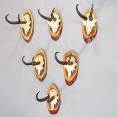 Set of Six Vintage Chamois Trophies on Wooden Plaques, Germany ca. 1960s