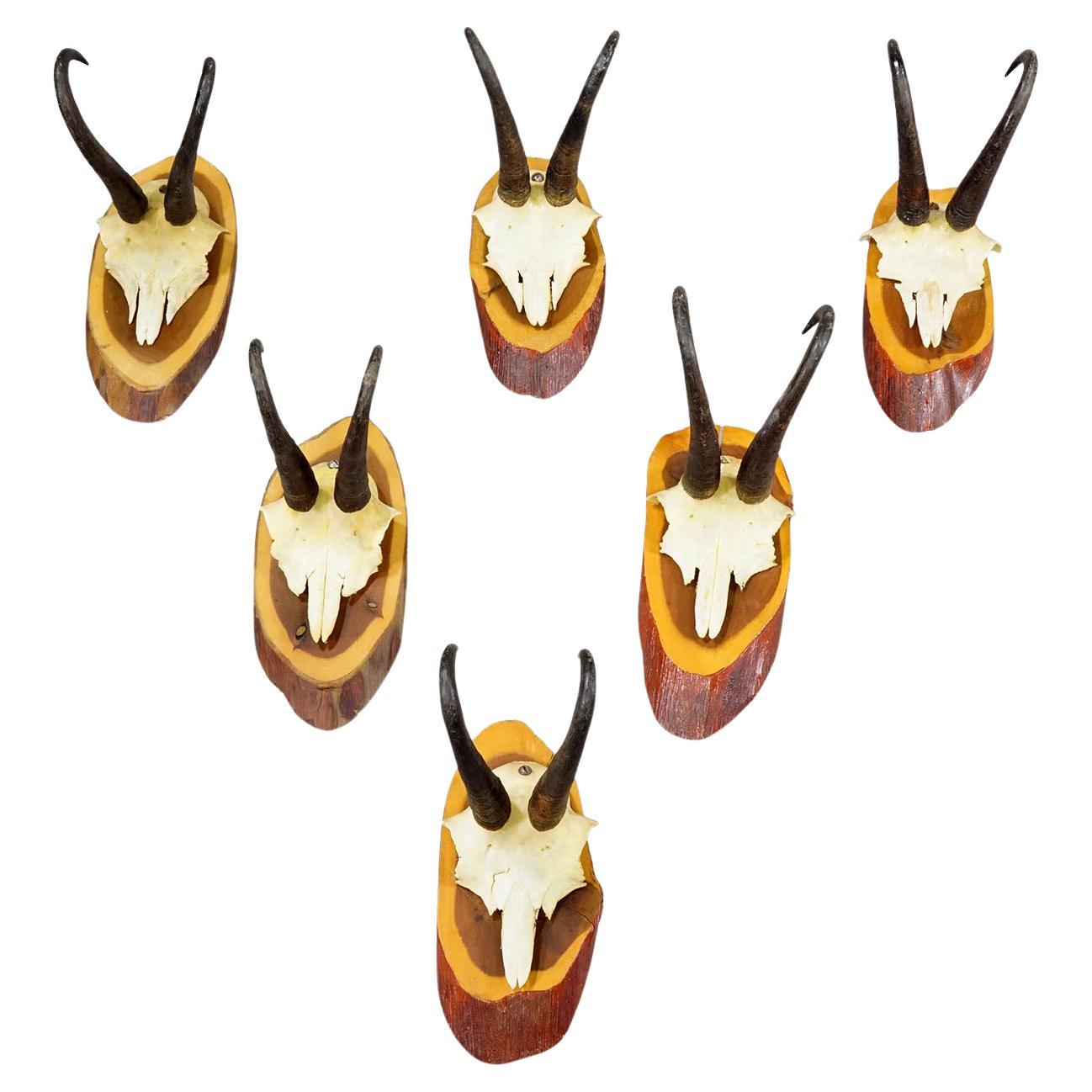 Set di sei trofei di camoscio d
epoca su placche di legno, Germania, 1960 ca.